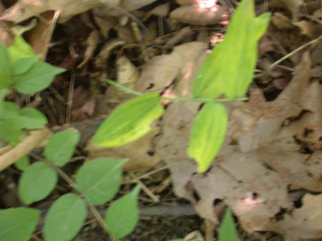DSCN4137.JPG