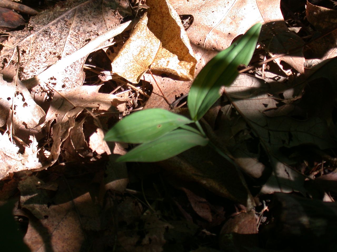 DSCN4138.JPG