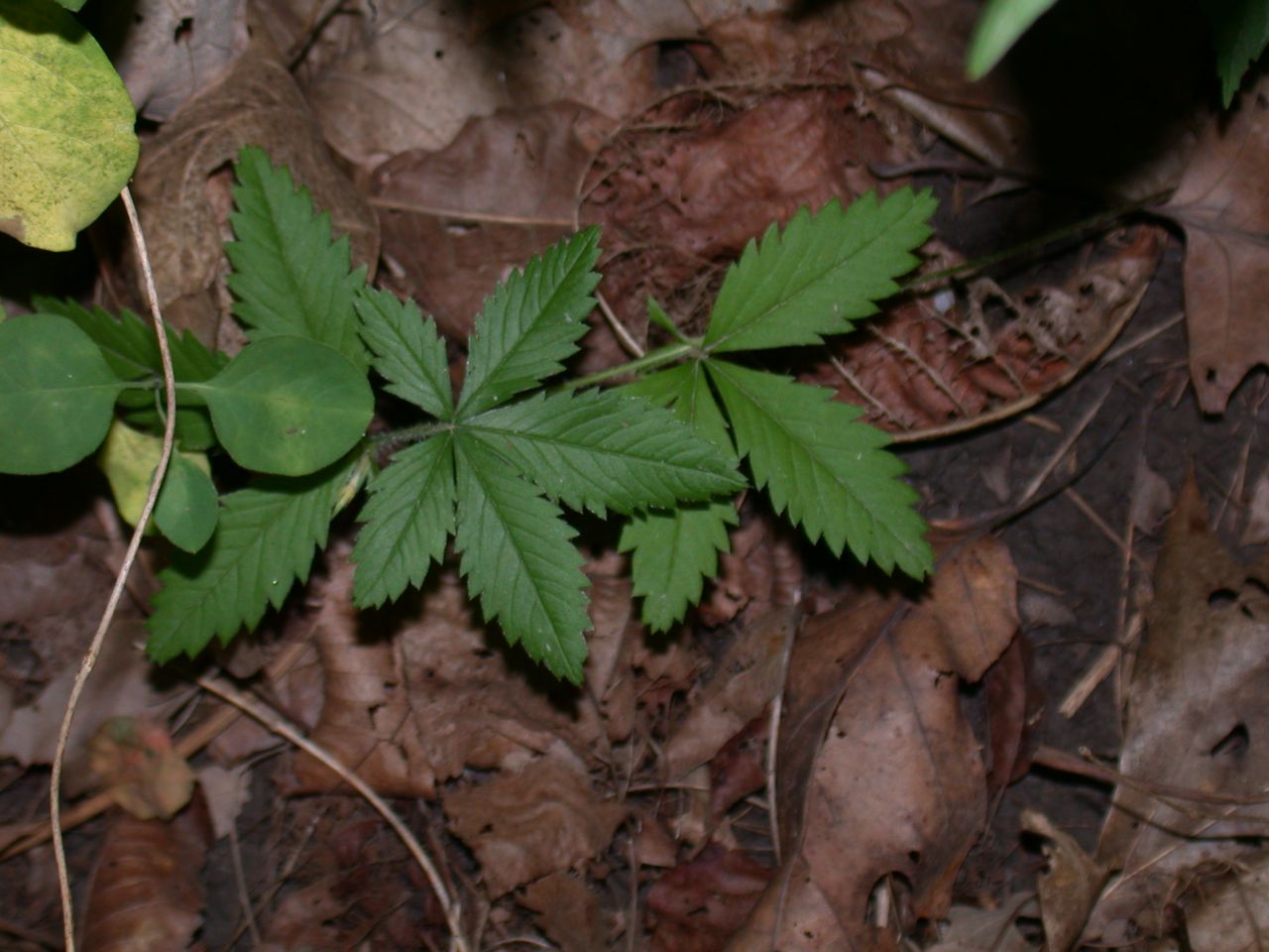 DSCN4139.JPG