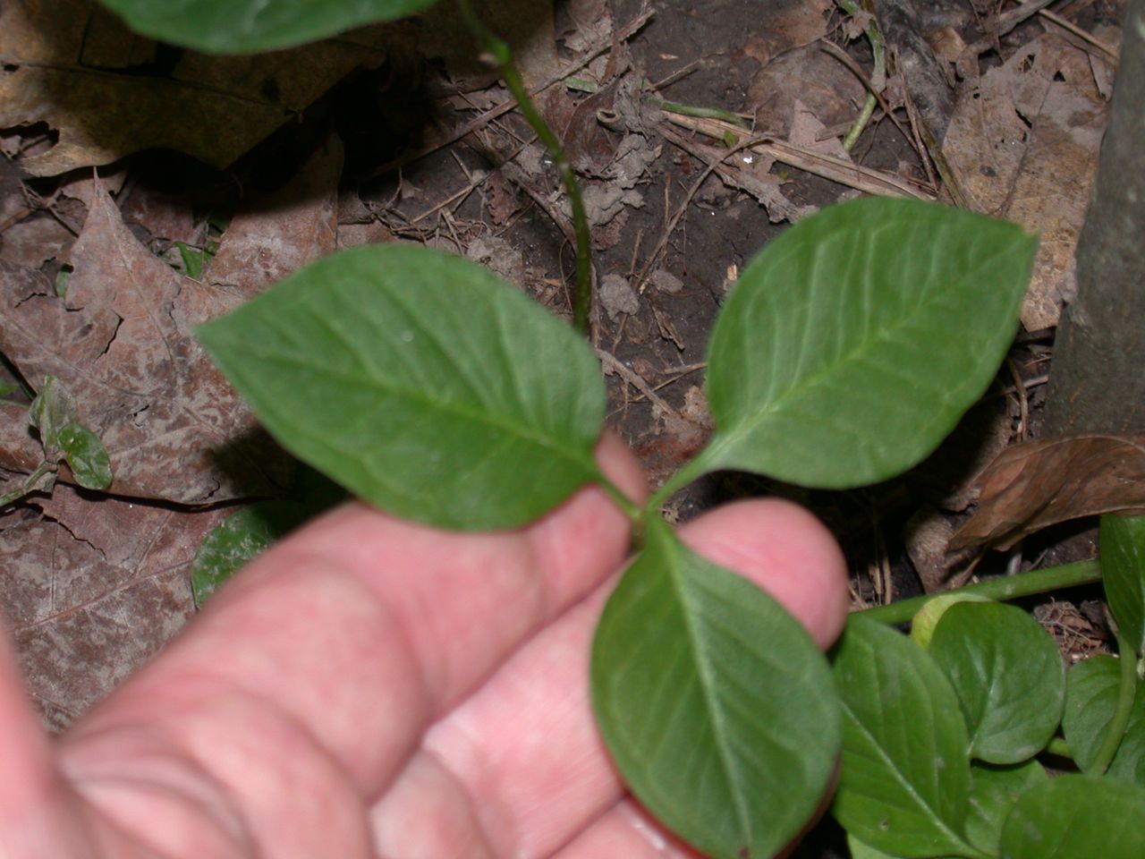 DSCN4140.JPG