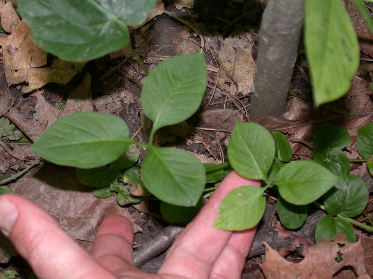 DSCN4141.JPG