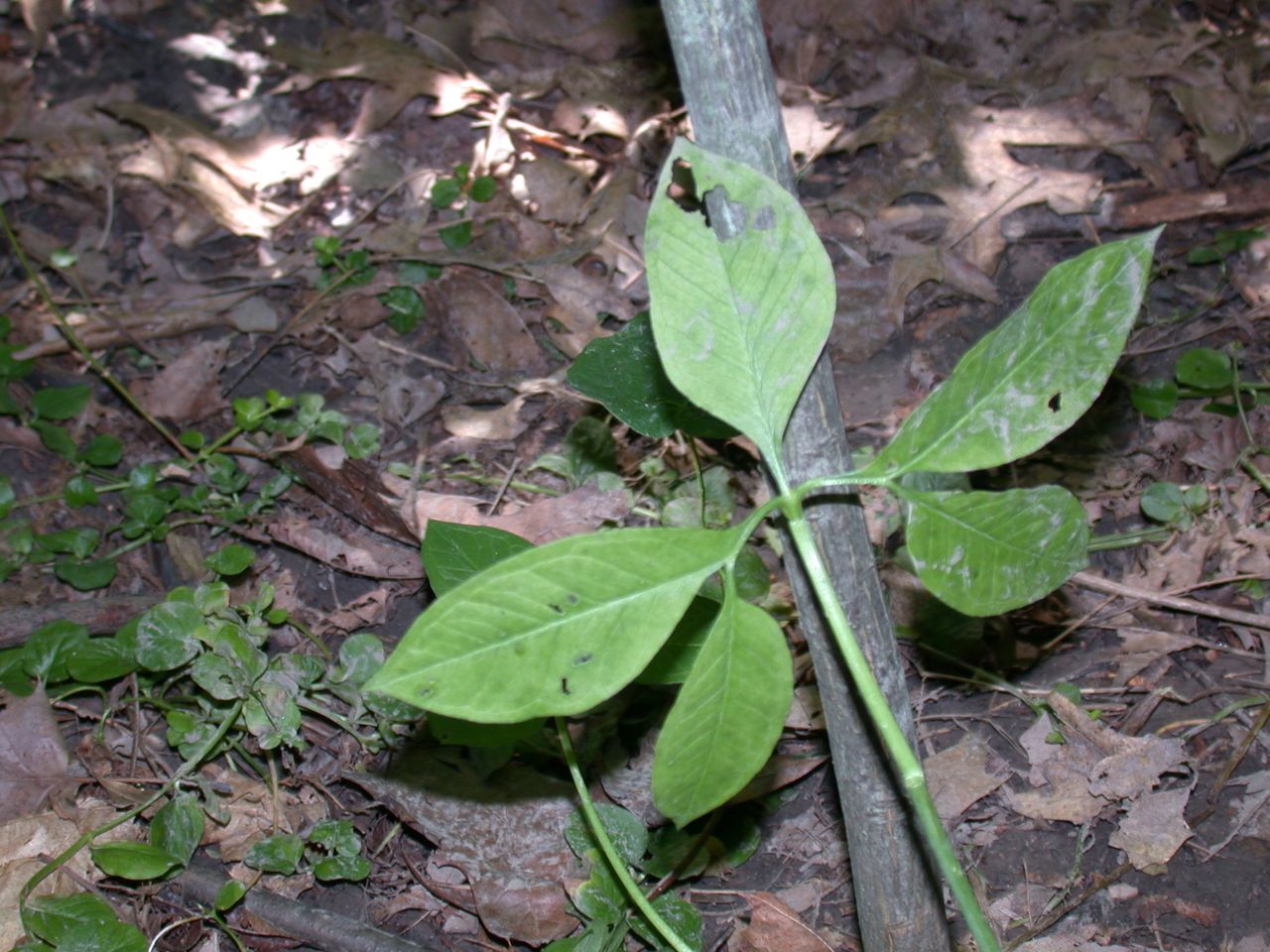 DSCN4142.JPG