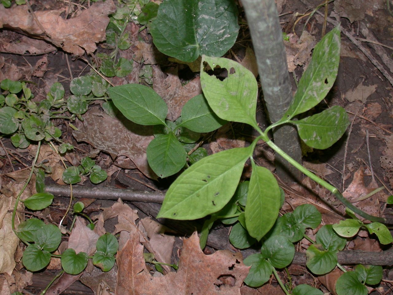 DSCN4143.JPG