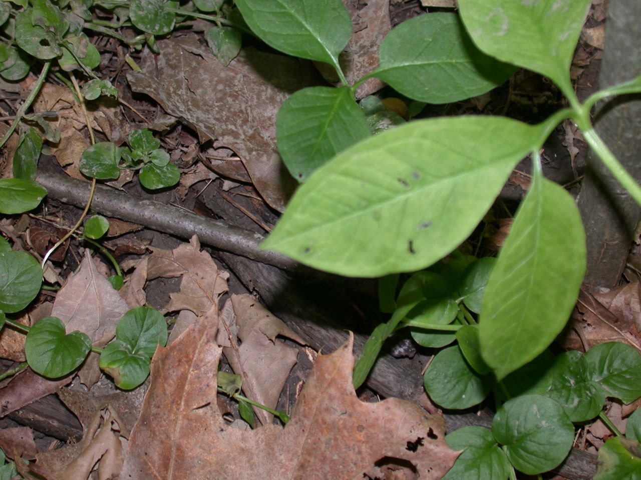 DSCN4144.JPG