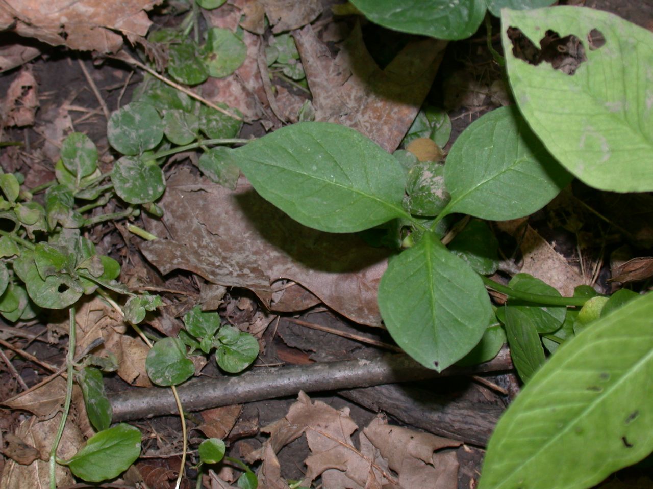 DSCN4145.JPG