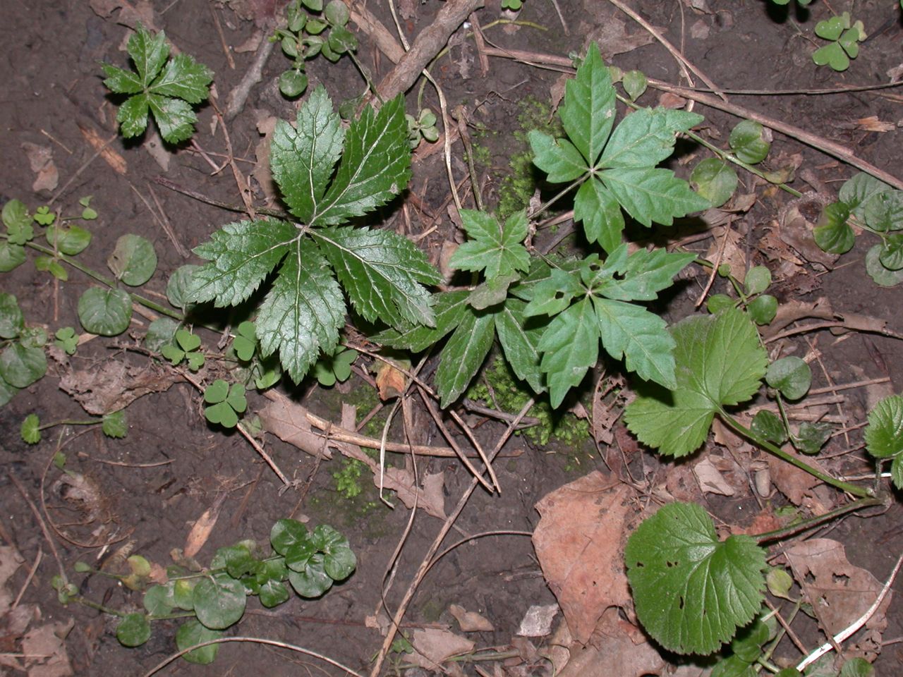 DSCN4109.JPG