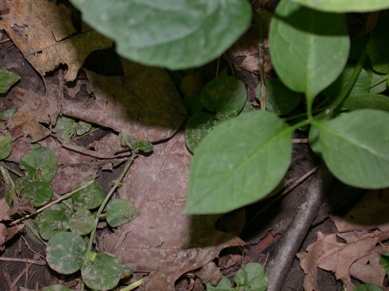 DSCN4146.JPG