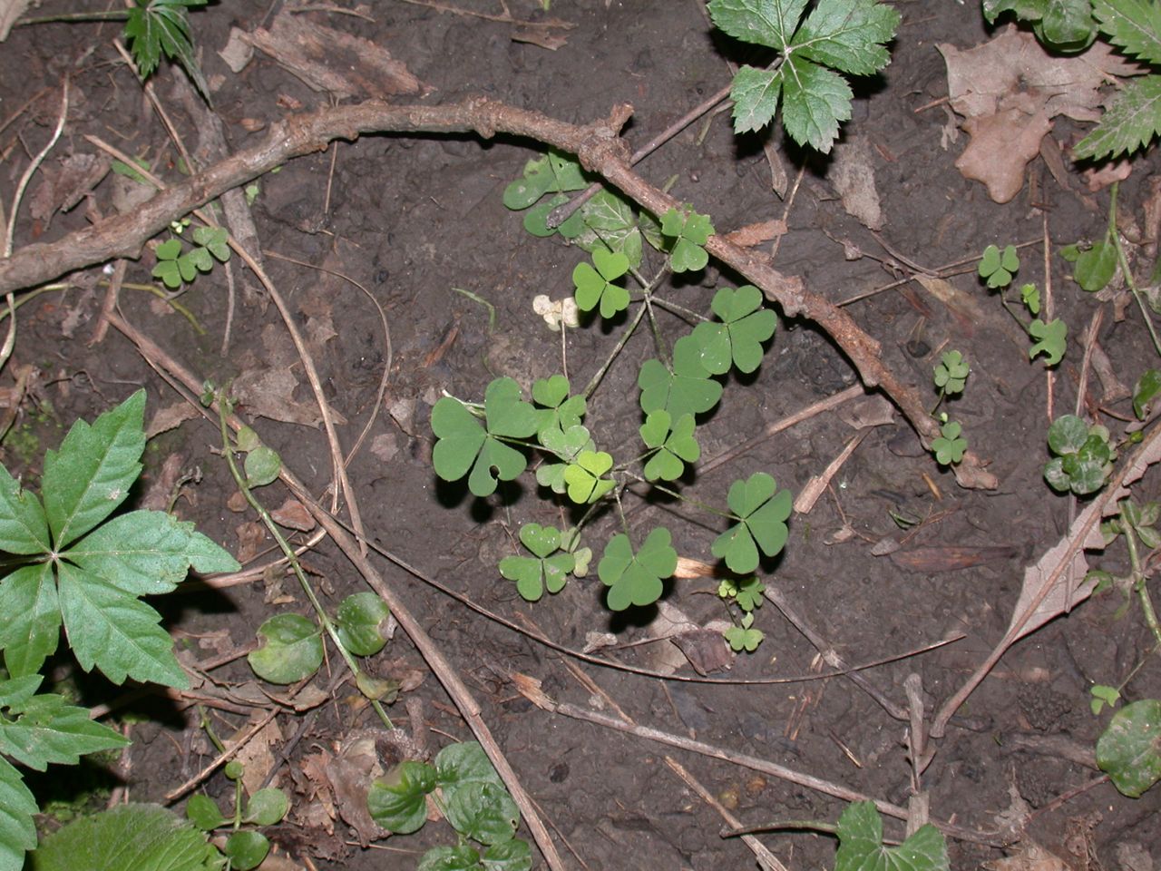 DSCN4110.JPG