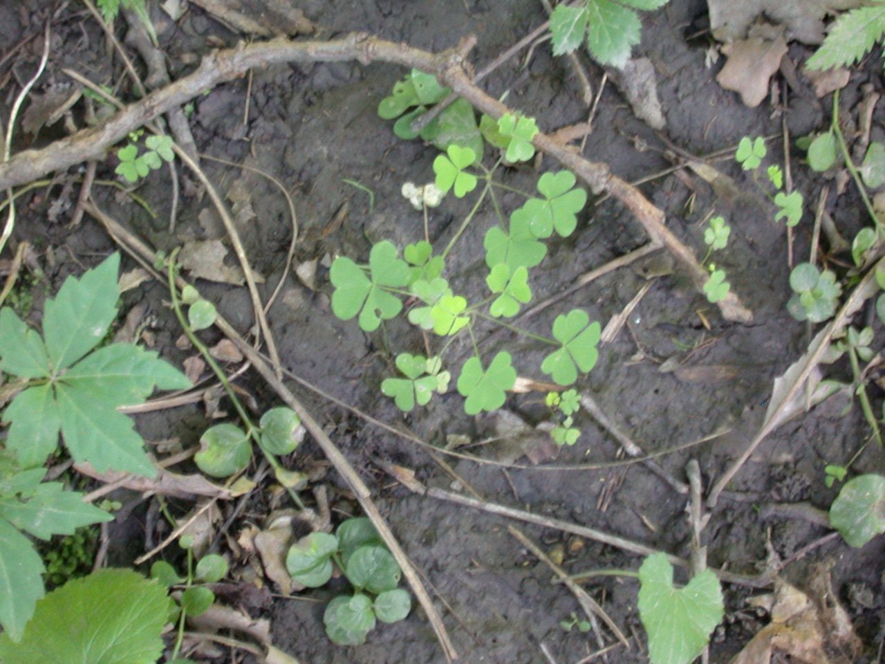 DSCN4111.JPG