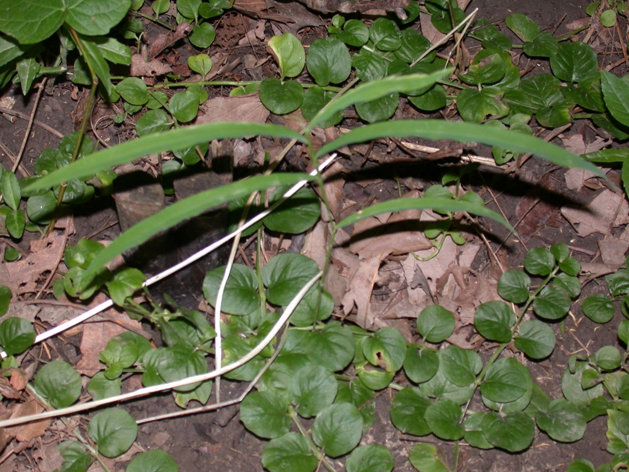 DSCN4113.JPG