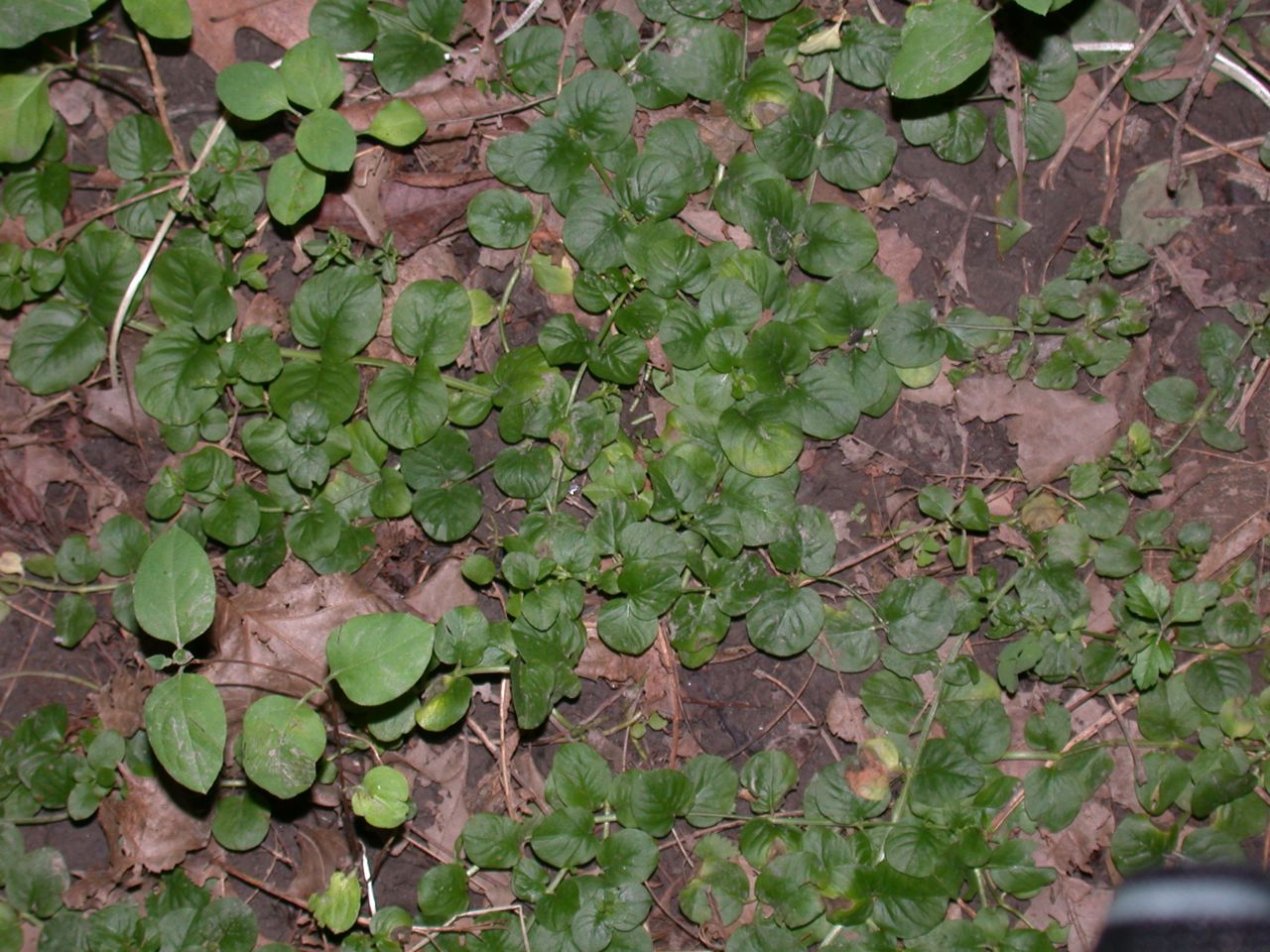 DSCN4114.JPG