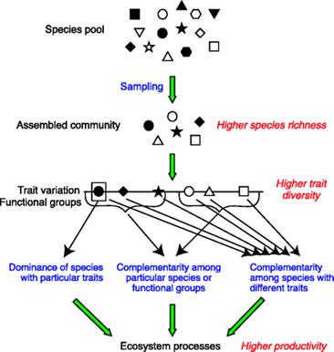 Effects of diversity on ecosystem functioning.