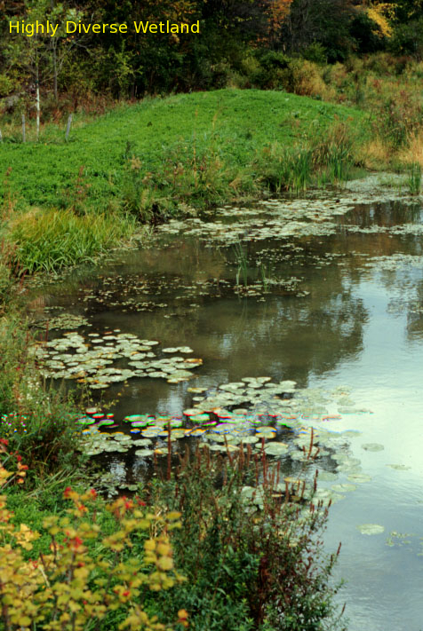 A highly diverse wetland