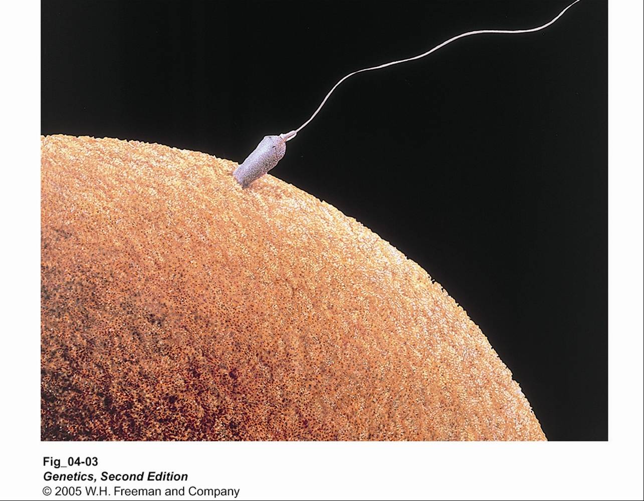 egg sperm