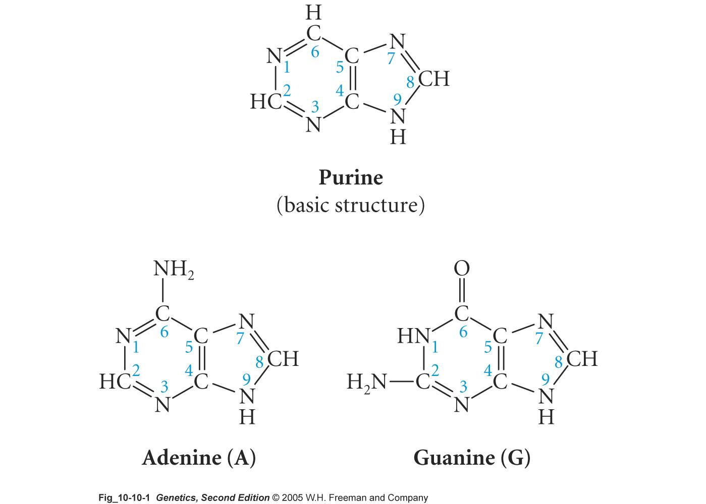 purines