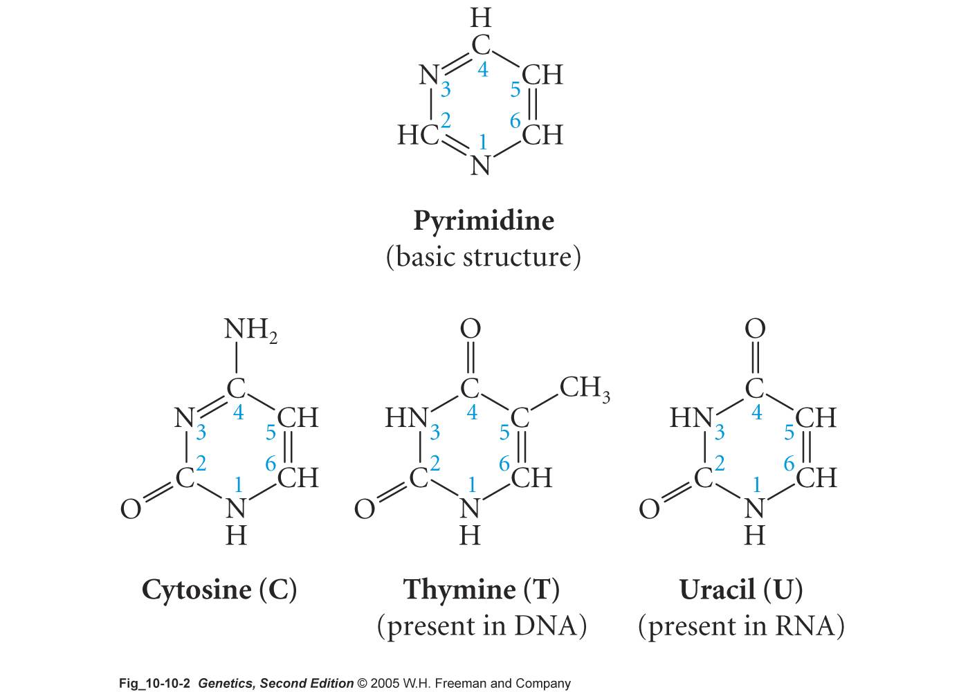 pyrijmidines