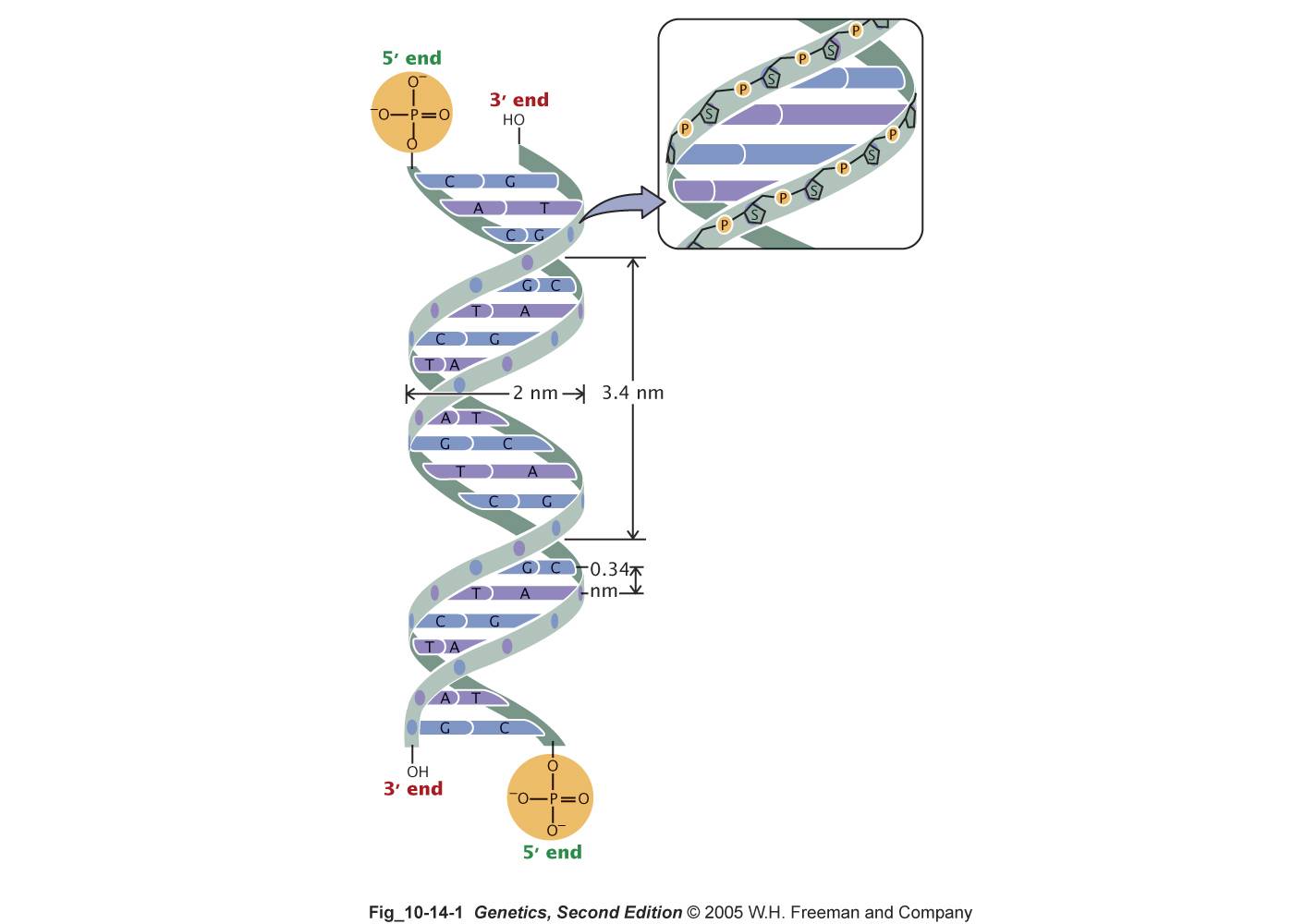 helix