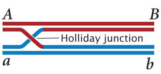holliday jnct