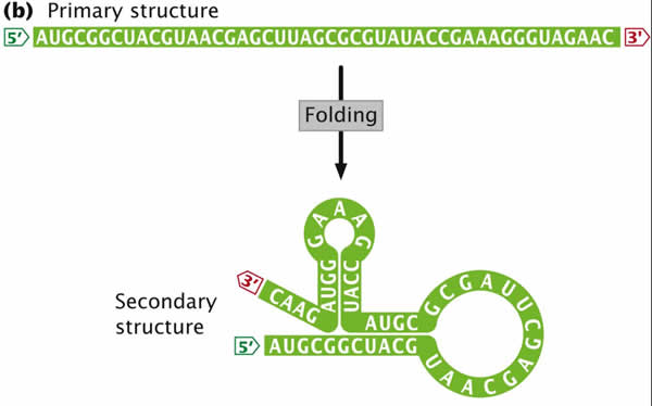 RNA