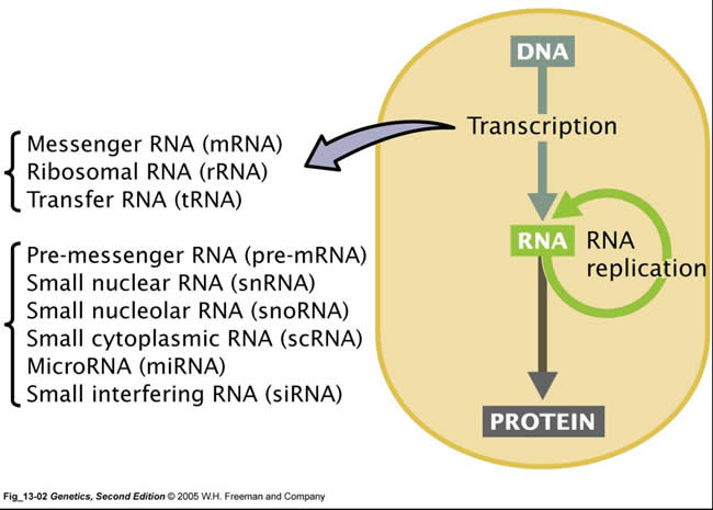 div RNA