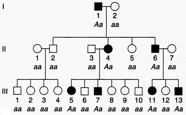 Pedigree Chart For Huntington S Disease