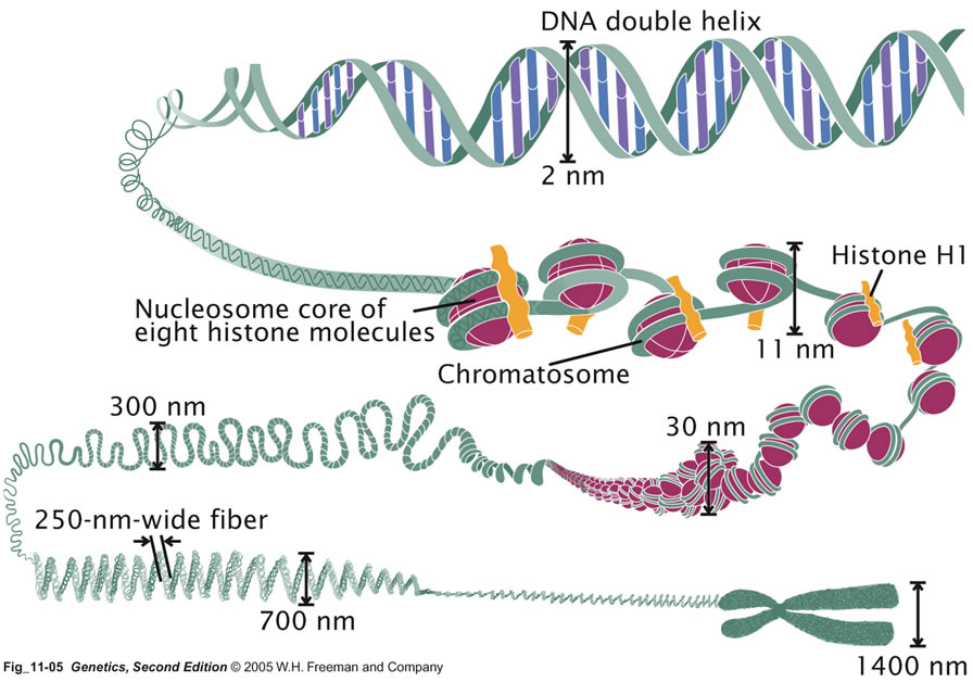 free axonal regeneration in the central nervous