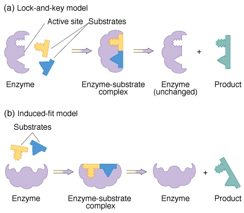 Examples of anabolic and catabolic reactions in the body