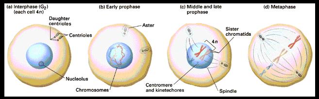interphase