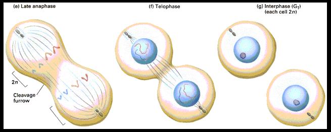 anaphase