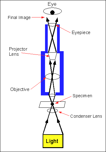 Summary Chart For Microscope