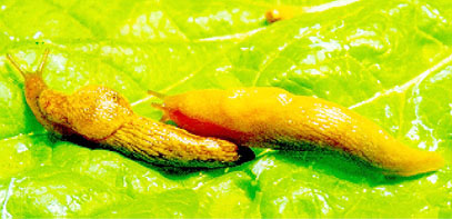 Slugs