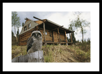 A hawk owl sits on a stump near a log cabin