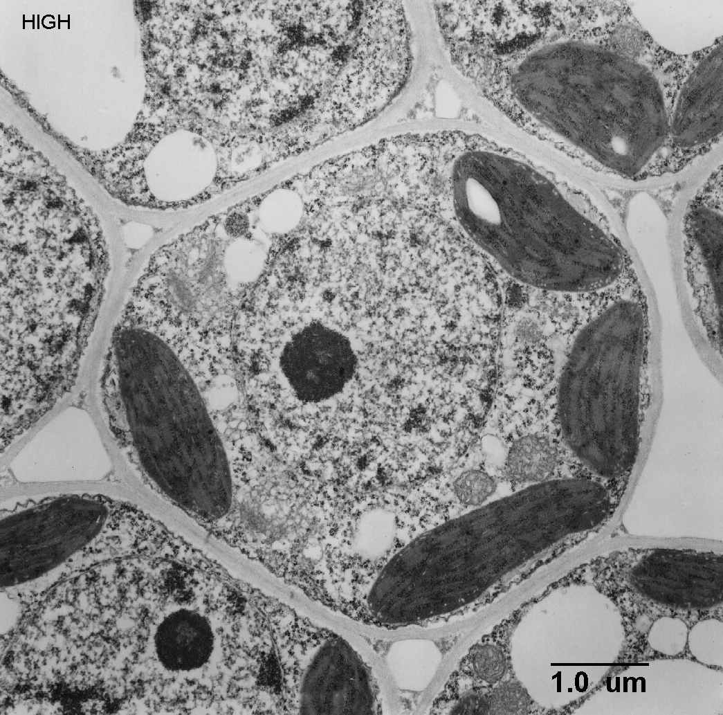 View Plant Cell Under Microscope : Plant cell pattern2 stock photo. Image of discipline ... / Use a scalpel to cut off a thin inner layer of an onion.