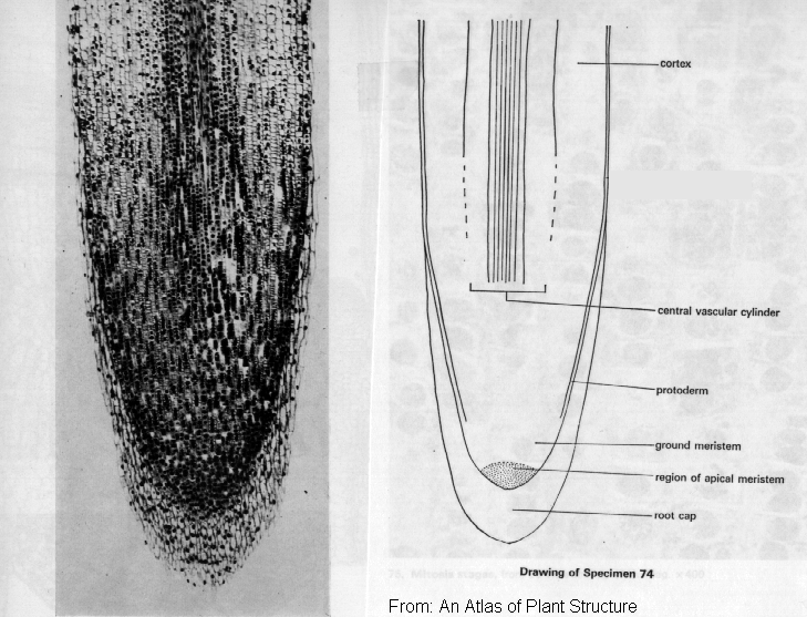 apical meristem