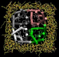 Aquaporin-1