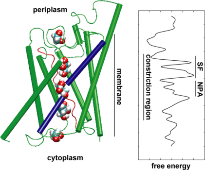 Potential of Mean Force